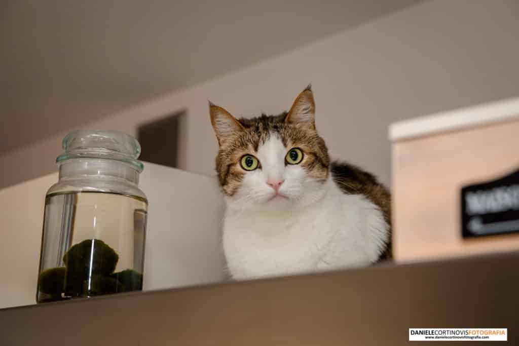 Matrimonio Tenuta Frizzoni Bergamo di Isabella e Roberto