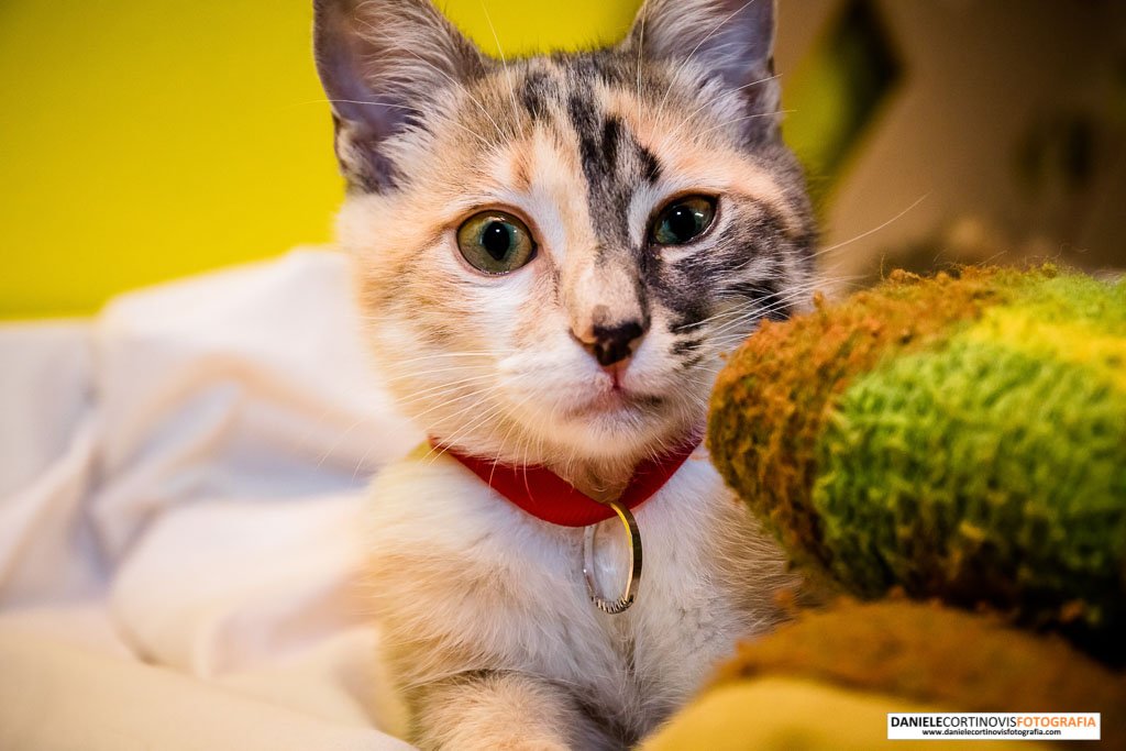 Fotografie Matrimonio Cascina Magana di Claudia e Paolo